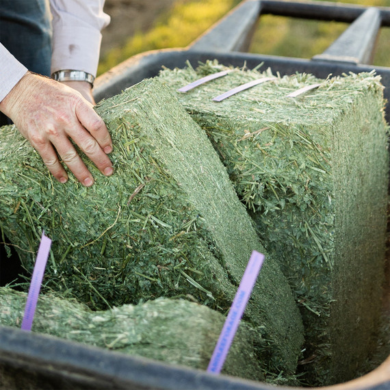Standlee Premium Western Forage Timothy Grass Compressed Hay Bale 50 lb.