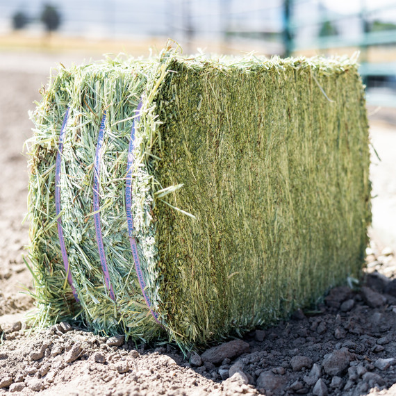 Standlee Premium Western Forage Timothy Grass Compressed Hay Bale 50 lb.
