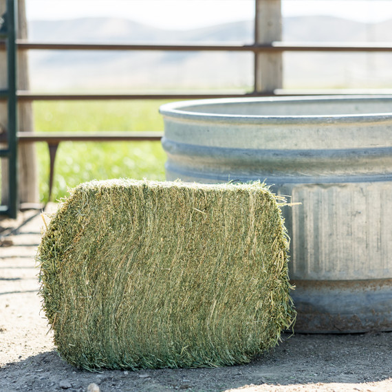Standlee Premium Western Forage Timothy Grass Compressed Hay Bale 50 lb.