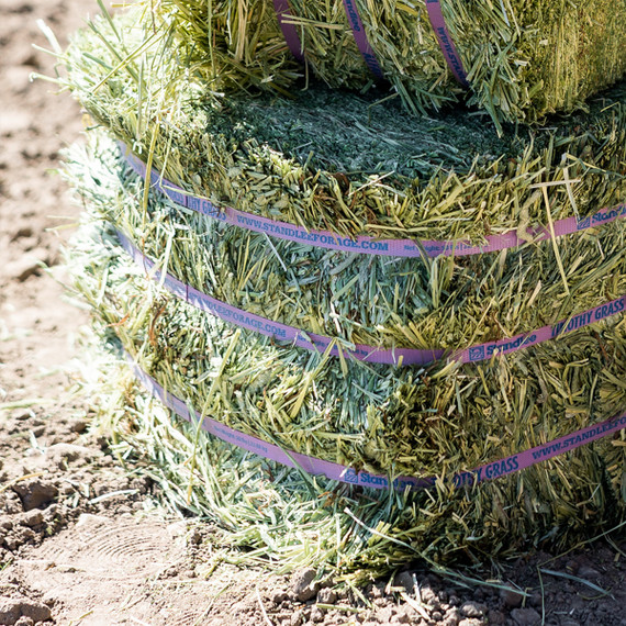Standlee Premium Western Forage Timothy Grass Compressed Hay Bale 50 lb.
