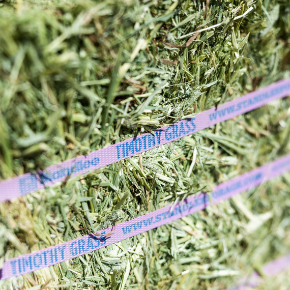 Standlee Premium Western Forage Timothy Grass Compressed Hay Bale 50 lb.