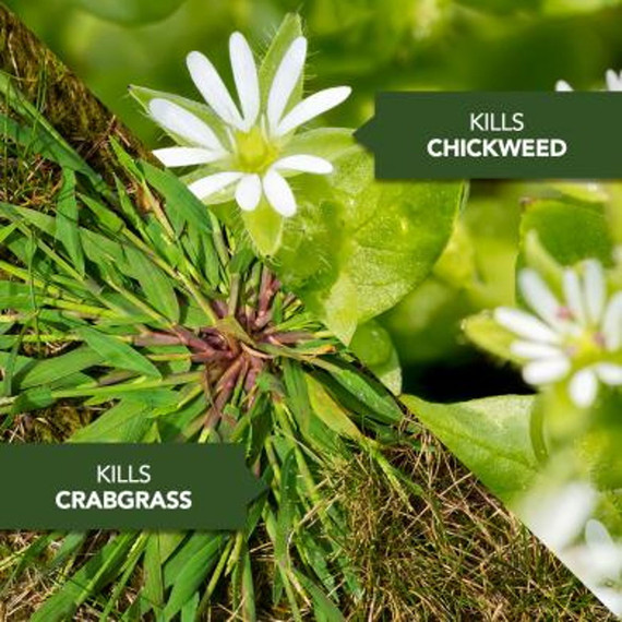 Bioadvanced All-in-one Lawn Weed & Crabgrass Killer I Concentrate - 40 fl oz