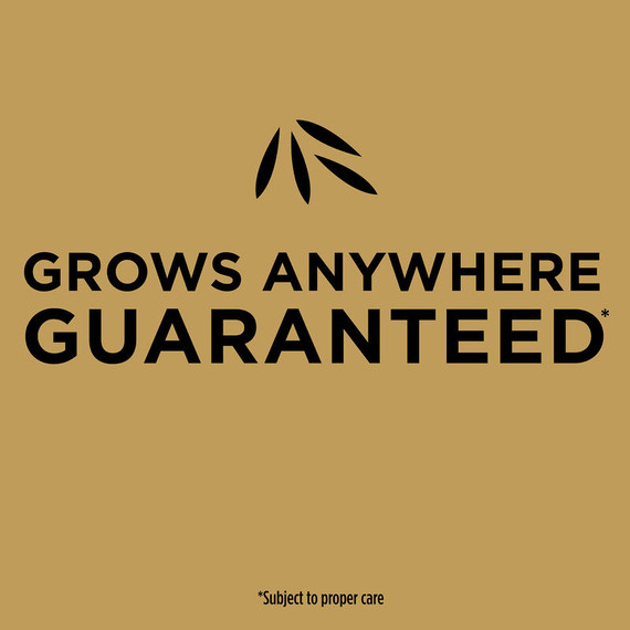 Scotts EZ Seed Patch & Repair Tall Fescue Lawns Fertilizer - 3.75 lb