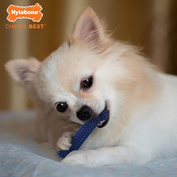 Nylabone Moderate Textured Dental Chew Dog Toy