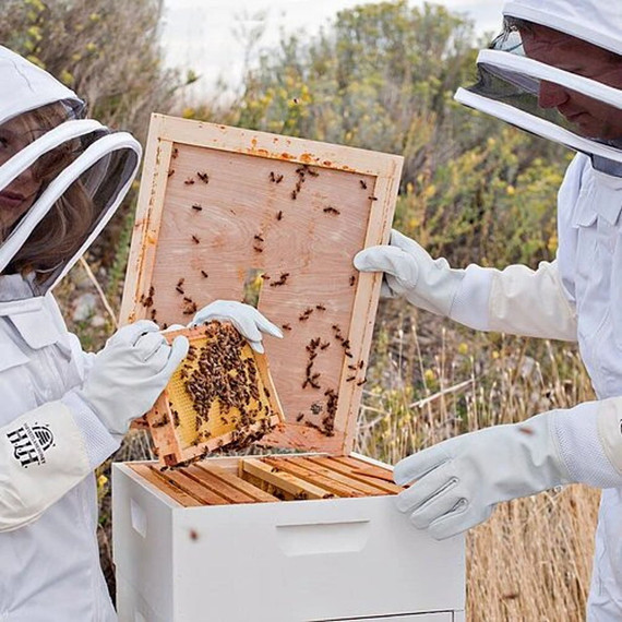 Harvest Lane Honey Small Backyard Beekeeping Beginner Kit