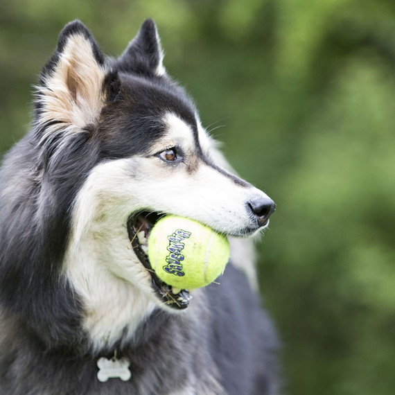 Kong Squeakair Tennis Ball - 3 pk