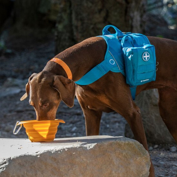 Kurgo Collaps A Orange Dog Travel Bowl - 24 oz