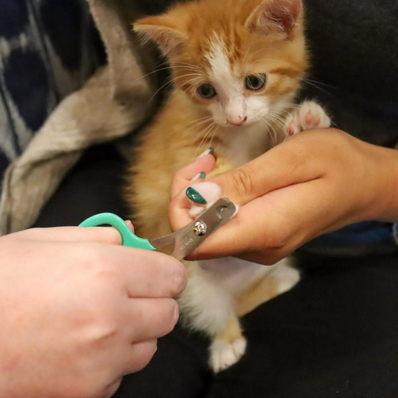 Coastal Pel Li'l Pals Long-Lasting Kitten Nail Trimmer