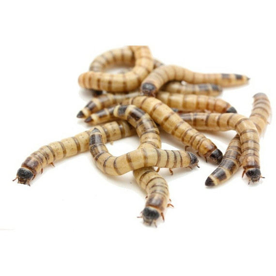 Northwest Zoological Supply Kingworms - 50 Ct