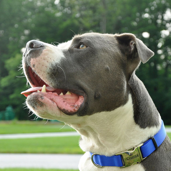 Coastal Pet Adjustable Dog Collar with Metal Buckle - 1" X 14"-20" - Blue Lagoon