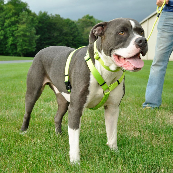 Coastal Pet Adjustable Dog Collar With Metal Buckle - 1" X 18"-26" - Lime