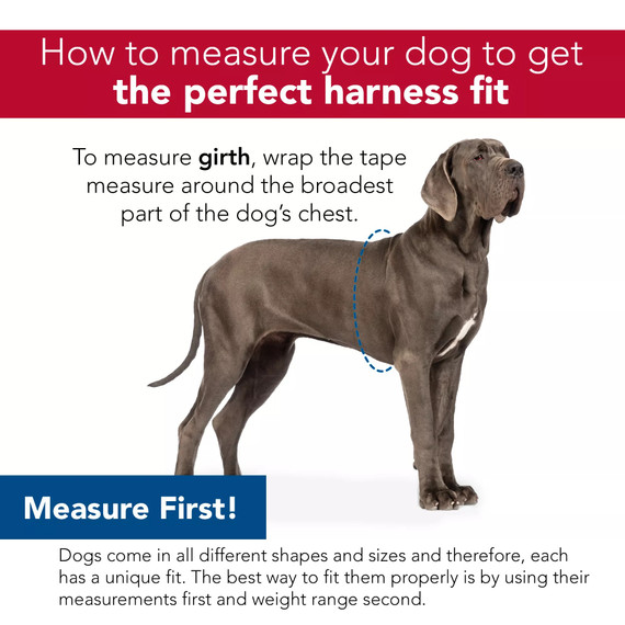 Coastal Pet Comfort Wrap Adjustable Dog Harness - 3/8" X 12"-18" - Teal