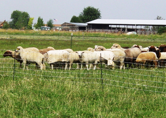 Powerfields Sheep Electric Netting - Green - 165' X 32"