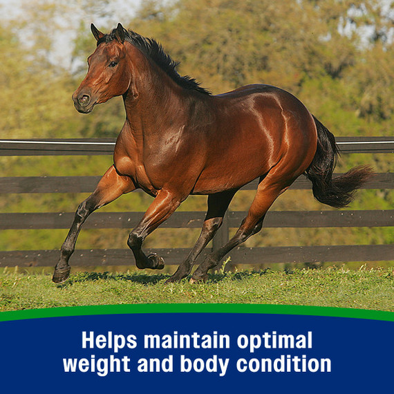 Farnam Weight Builder Premium Concentrated Feed Supplement - 7.5 lb