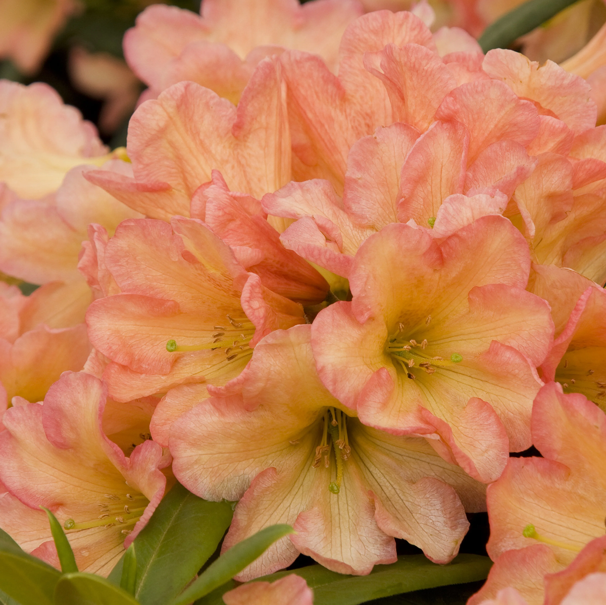 September Song Rhododendron - 2 Gallon - Grange Co-op