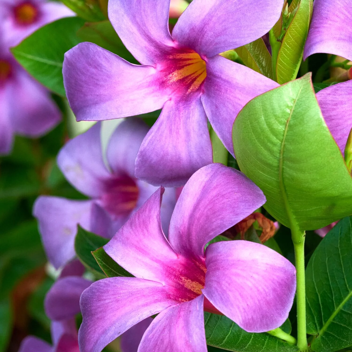 Sun flower　スタビ❶5-2グラフ1000 5-8 s20 Sun Parasol Original XP Bluephoria Mandevilla - 1 Gallon - Grange