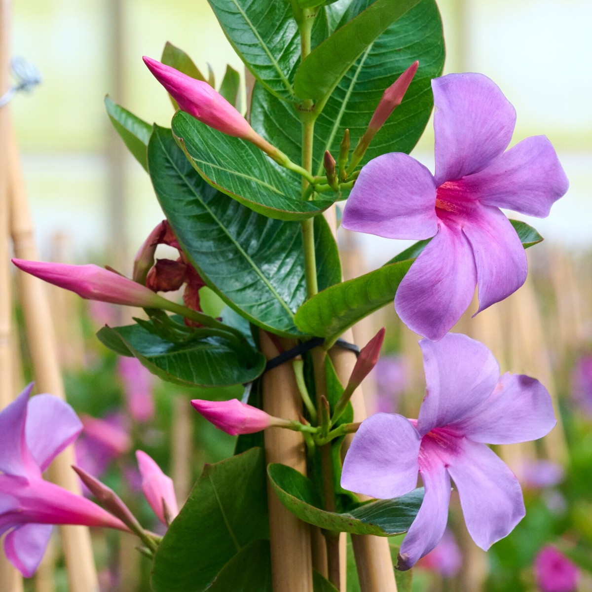 Sun Parasol Original XP Bluephoria Mandevilla - 5 Gallon - Grange