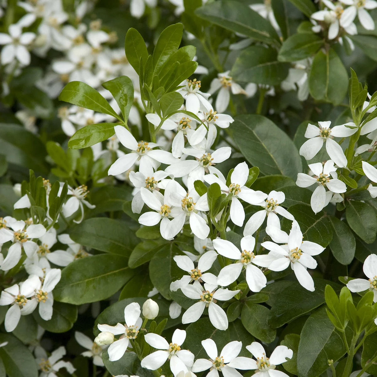 Mexican Orange Blossom - 2 Gallon - Grange Co-op