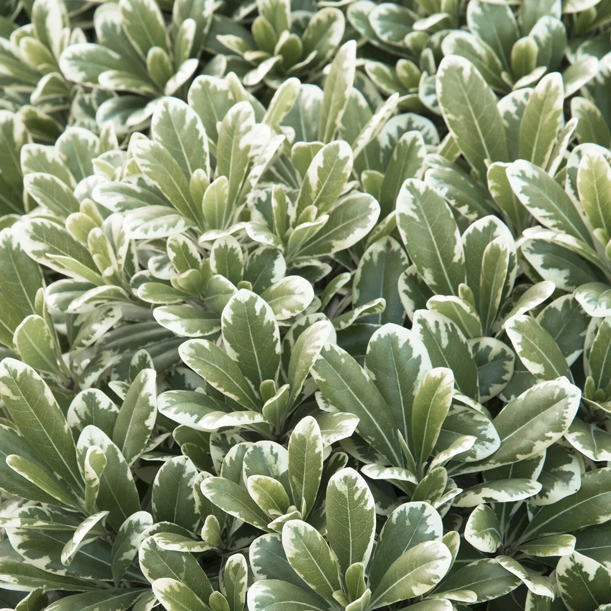 Cream De Mint Dwarf Pittosporum - 1 Gallon - Grange Co-op