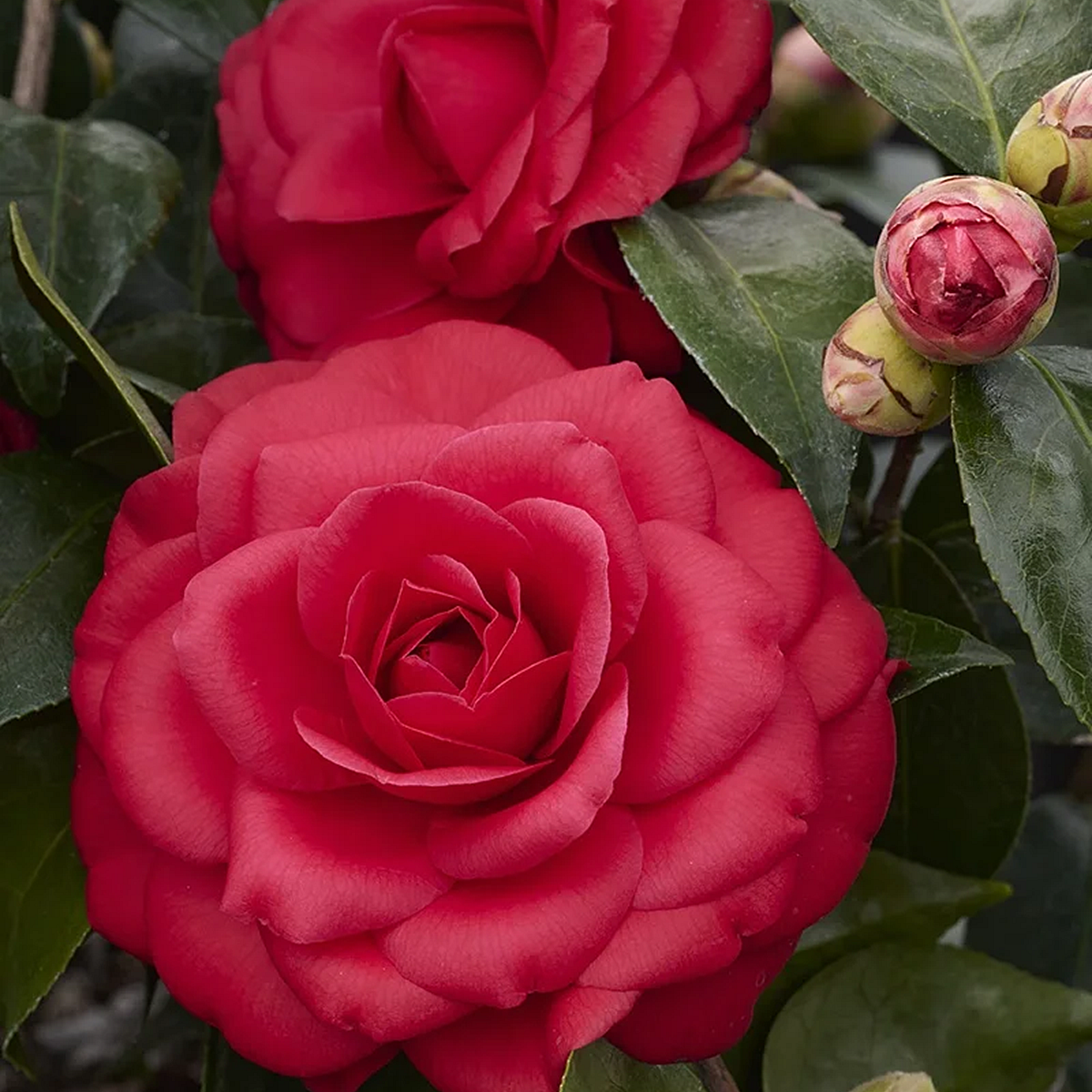 Tom Knudsen Camellia - 2 Gallon - Grange Co-op