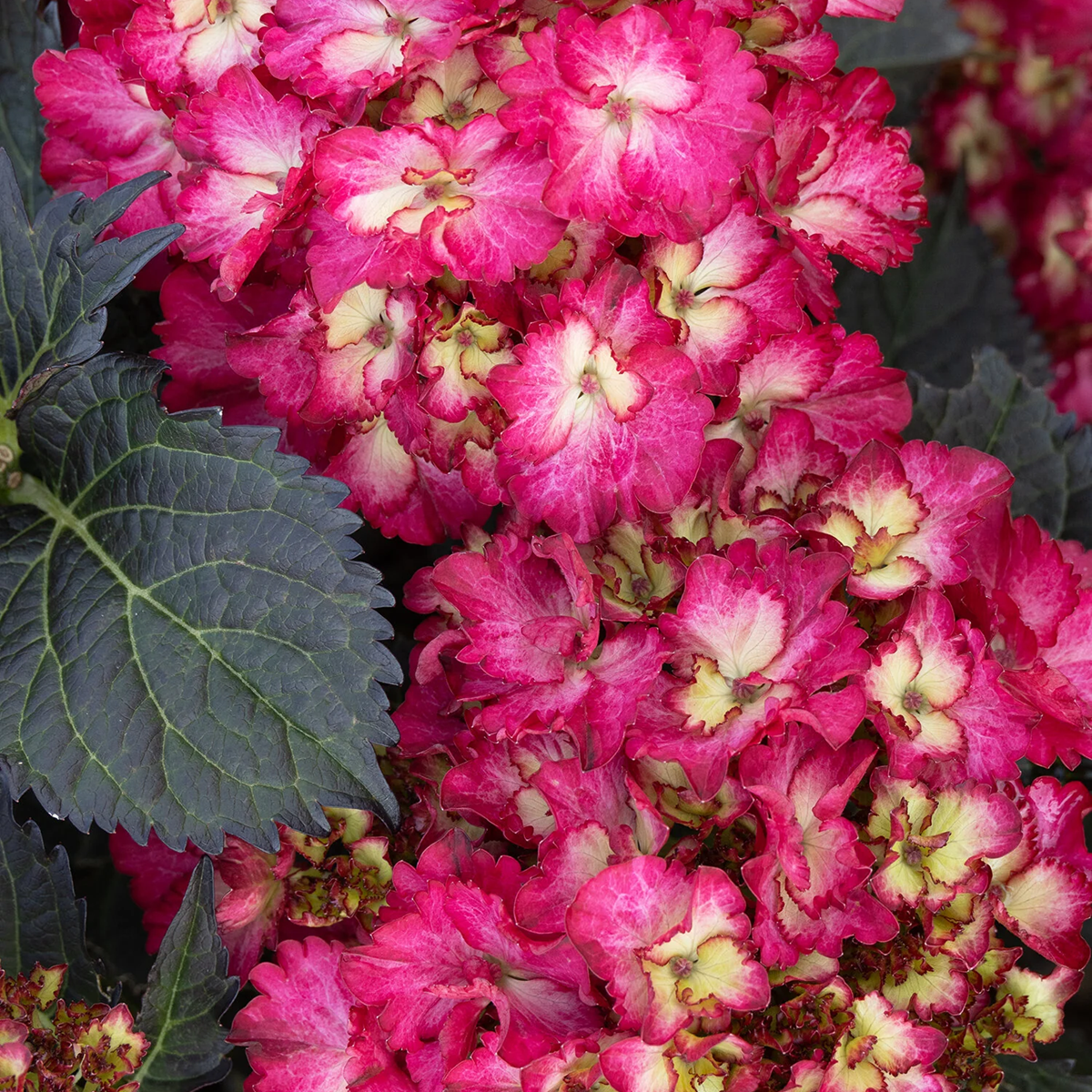 DMC：Revival Hydrangea(ハイドレンジア) 2BA 17g Seaside Serenade Hanalei Bay Hydrangea - 2 Gallon - Grange Co-op