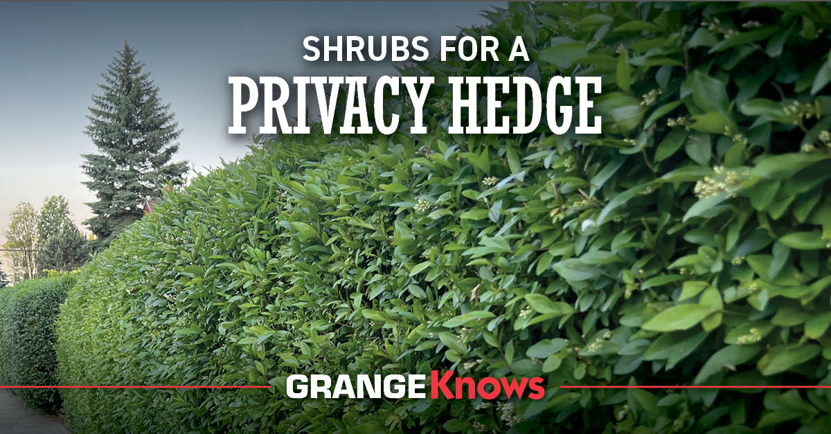 Good Evergreen Shrubs For Privacy