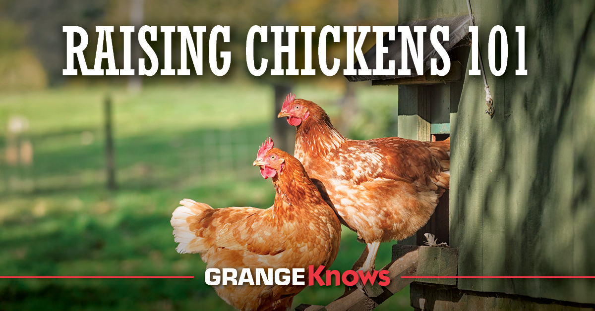 Raising Chickens 101 - Grange Co-op