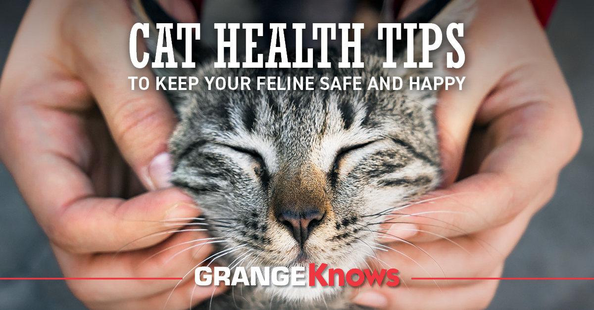 Cat Health Tips to Keep Your Feline Safe and Happy Grange Coop