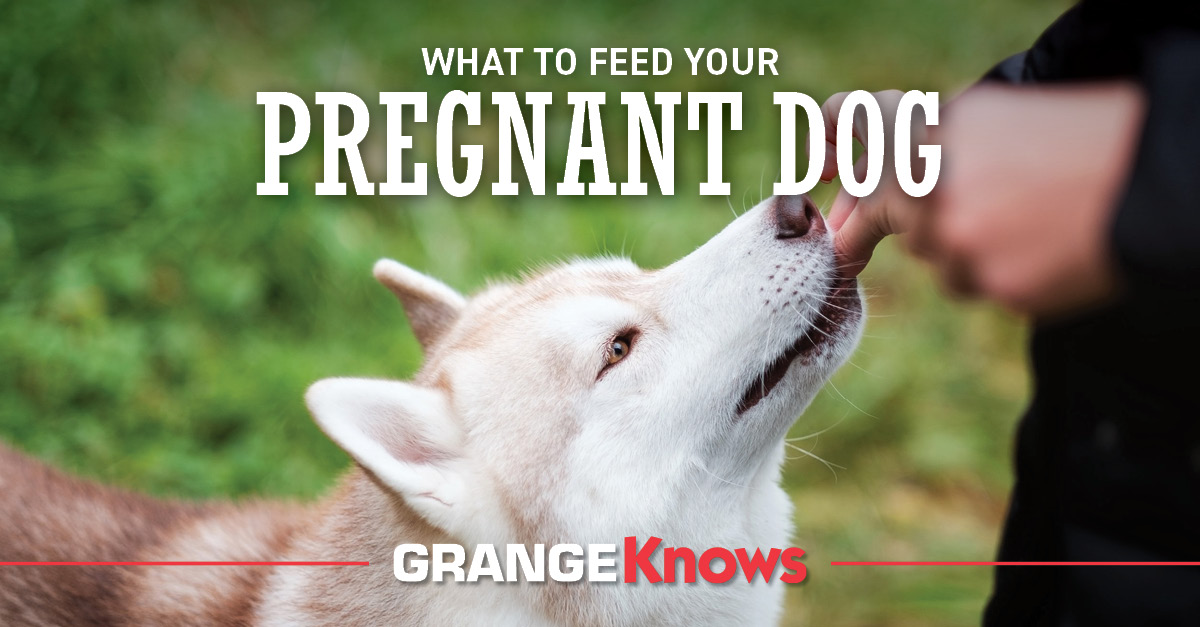 what-to-feed-your-pregnant-dog-grange-co-op