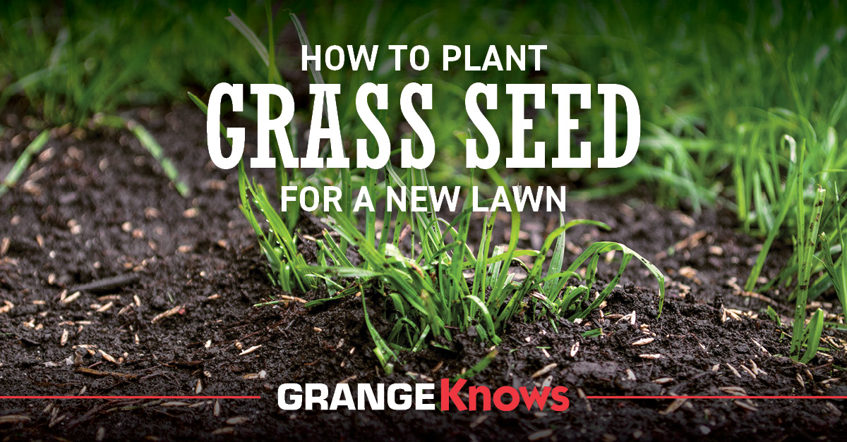 How to Plant Grass Seed for a New Lawn Grange Coop