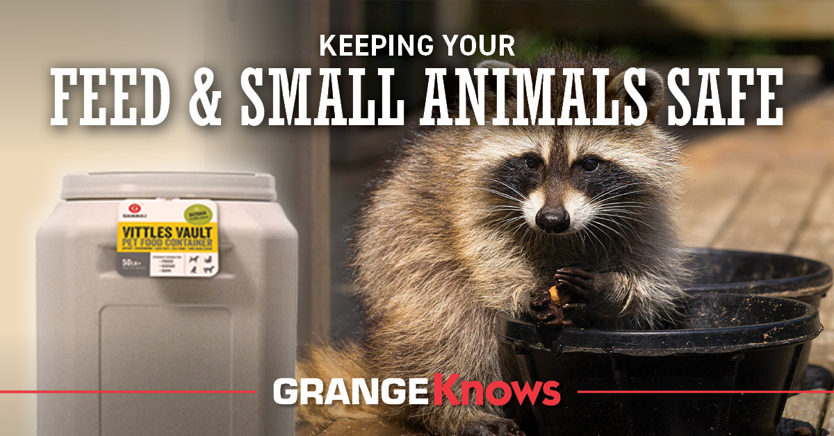 Raccoons — Keeping Your Feed and Small Animals Safe - Grange Co-op