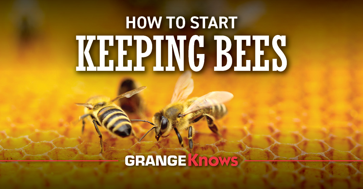 How to start keeping bees grange co op