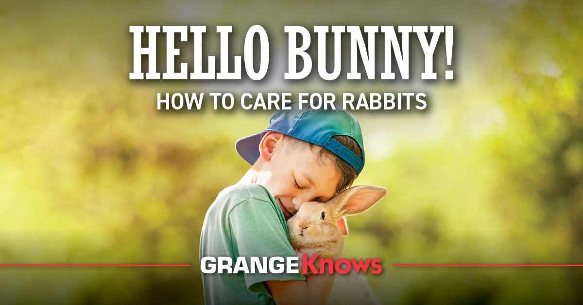 Hello Bunny! - How to Care for Rabbits - Grange Co-op