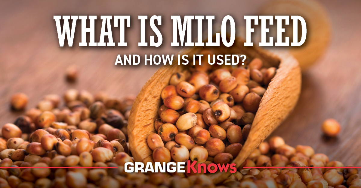 milo grain uses