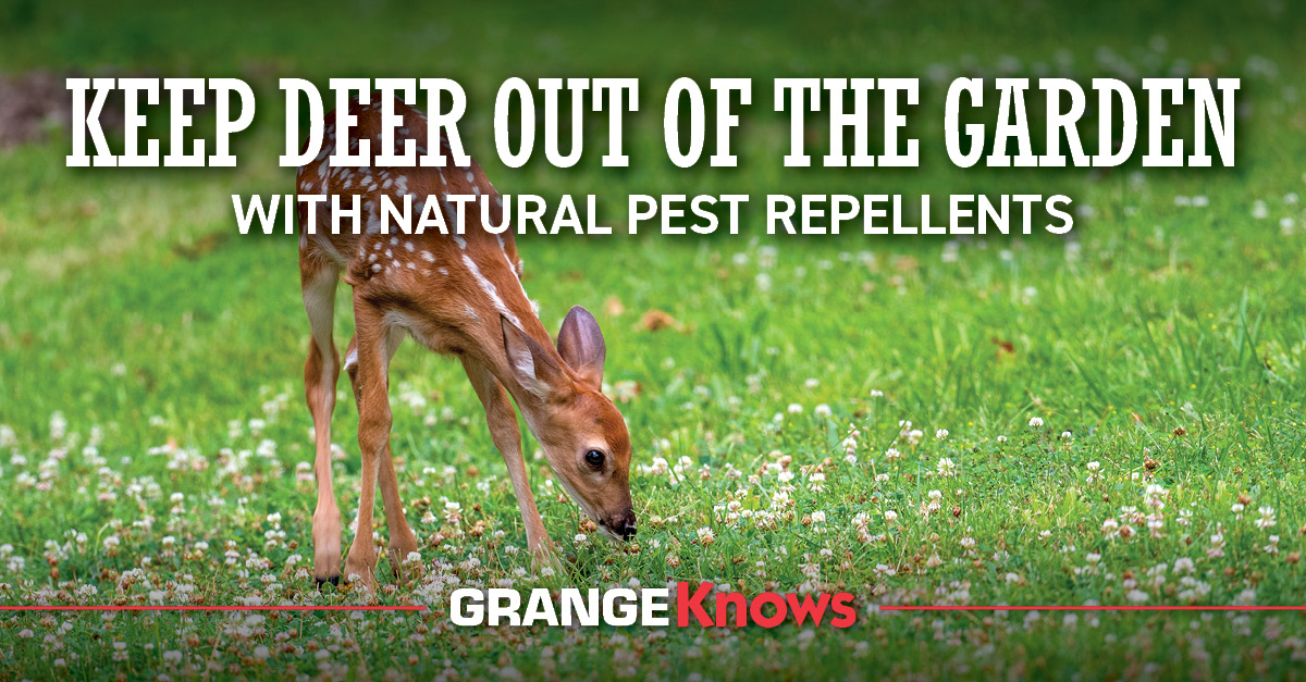Keep Deer Out of the Garden with Natural Pest Repellents Grange Coop