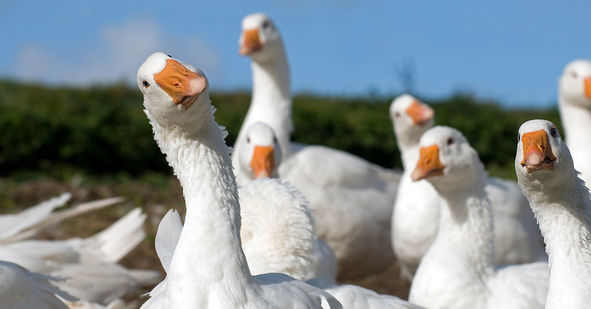 What to Feed Geese Grange Coop