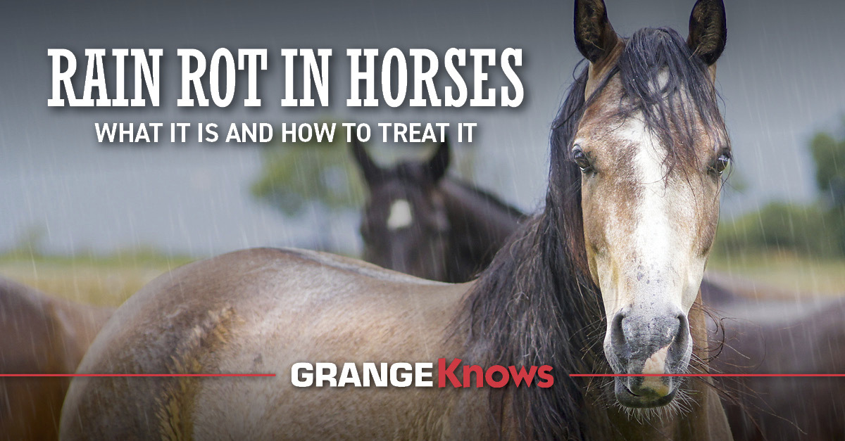 preventing rain rot on horse