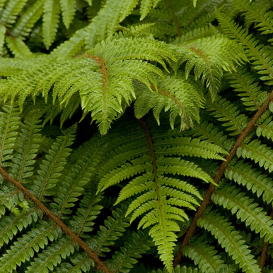 Soft Shield Fern - Grange Co-op