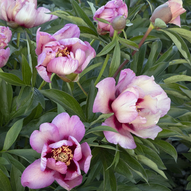Takara (Treasure) Itoh Peony - 5 Gallon - Grange Co-op