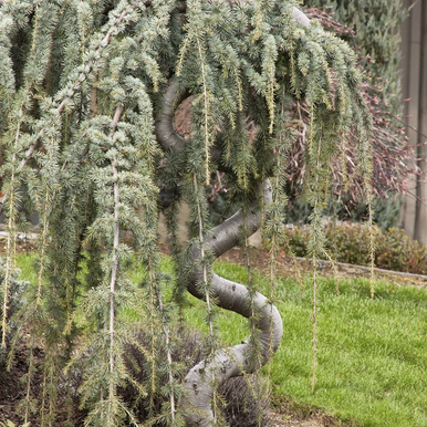 Weeping Blue Atlas Cedar - 15 Gallon - Grange Co-op