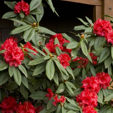Taurus Rhododendron - 5 Gallon - Grange Co-op