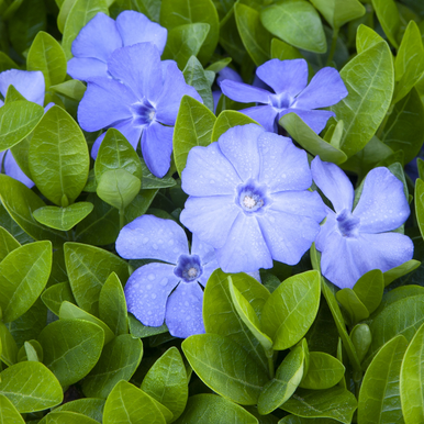Bowles' Common Periwinkle - 1 Gallon - Grange Co-op