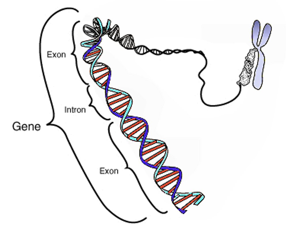 Exploring the Dynamics of Gene Expression: Unveiling the Molecular Mechanisms Underlying Cellular Function