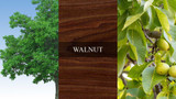 A three-panel display of American Walnut: the left showing a mature tree canopy, the center highlighting rich chocolate brown heartwood grain, and the right featuring a close-up of walnut leaves and fruit.