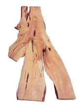 Maple Live Edge Slab #901  (1.875"-32.625"-145.1875")