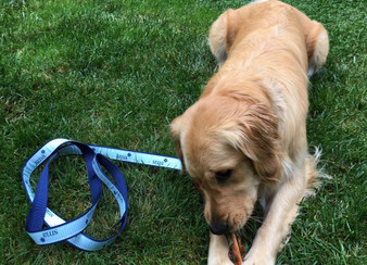 Embroidered Dog Leash