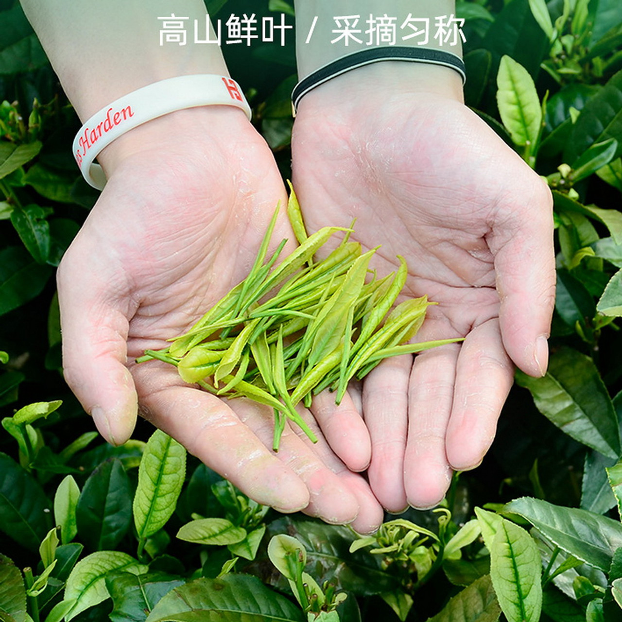 Organic Premium Tian Mu Qing Ding Tianmu Mountains Green Peaks