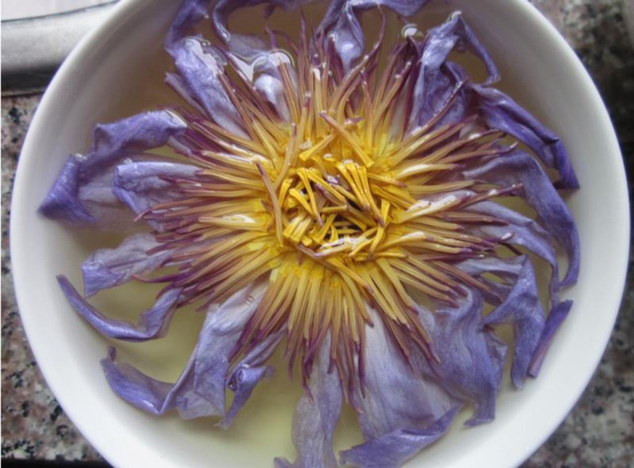 Blue Egyptian Lotus Flowers in Full Bloom Water Lily Tea Dried Nymphaea  Caerulea - Dragon Tea House