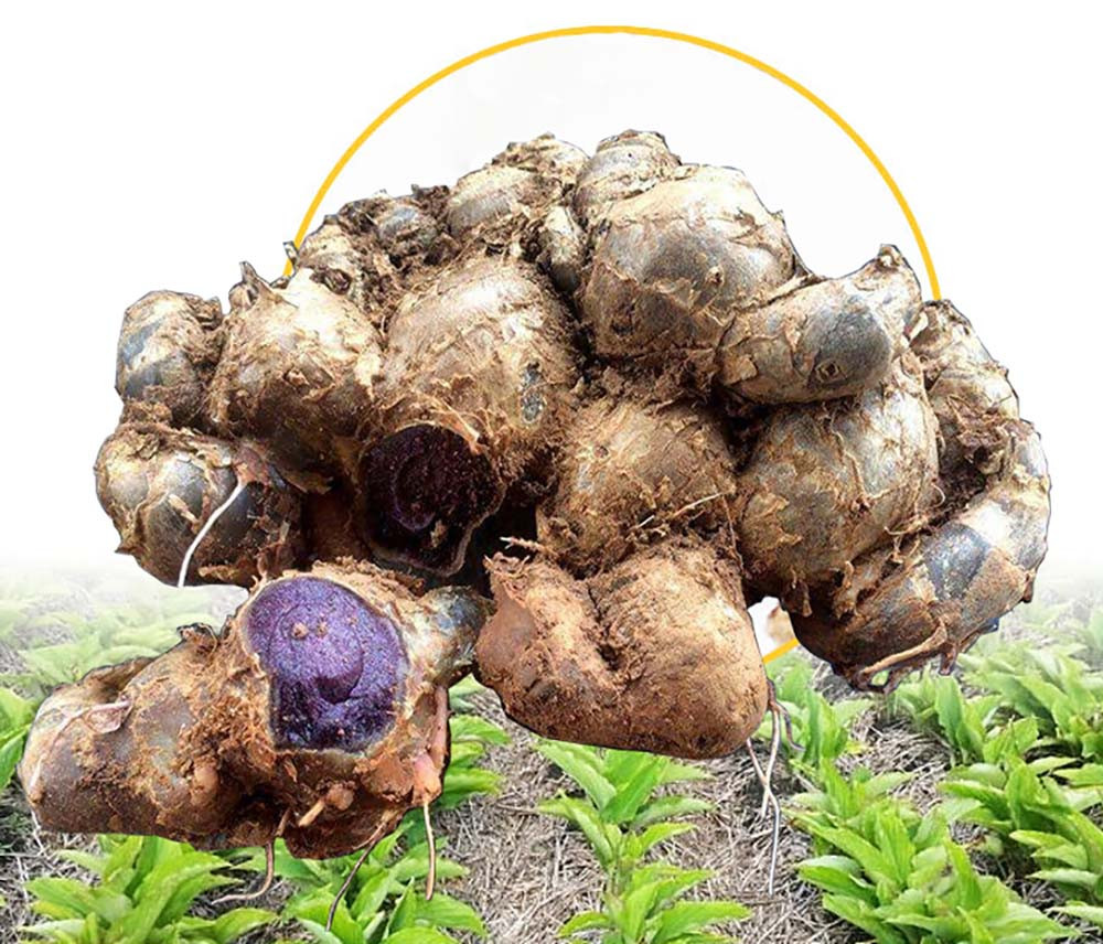 Bionutricia Black Ginger Extract Powder | Pure standardized Extract | Energy & Stamina | 1.76 Oz (50g