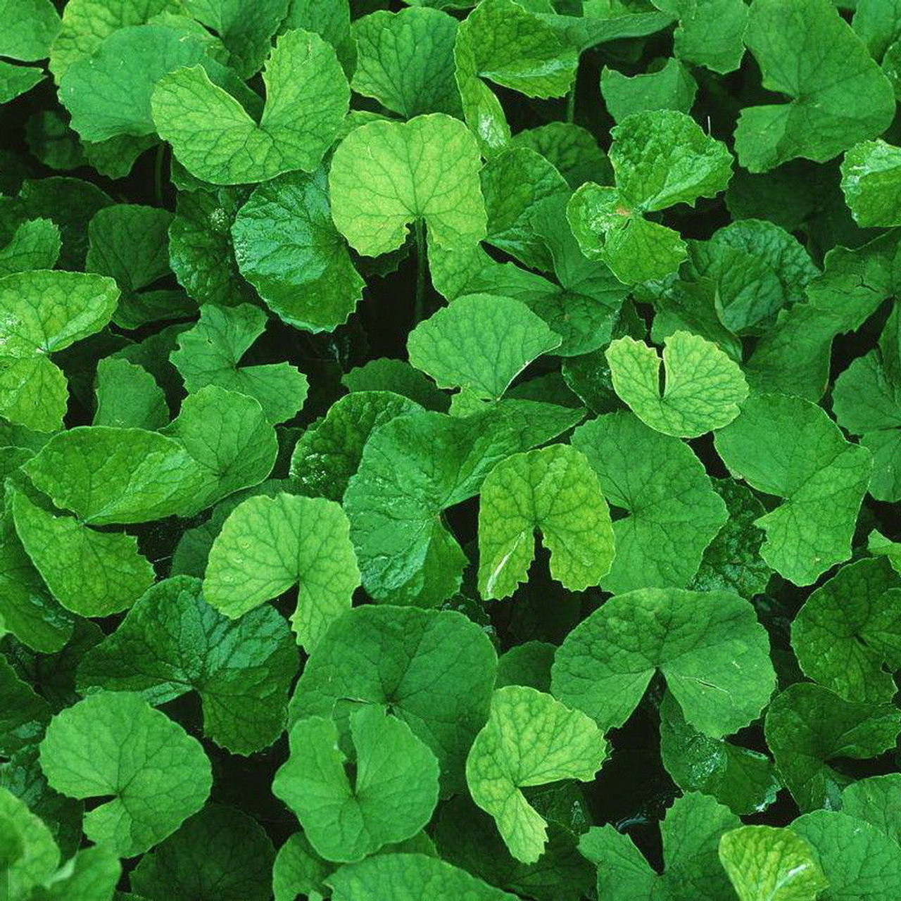 Centella asiatica extract. Центелла азиатская листья. Центелла азиатская (Готу кола). Центелла Мадагаскарская. Экстракт листьев центеллы азиатской.